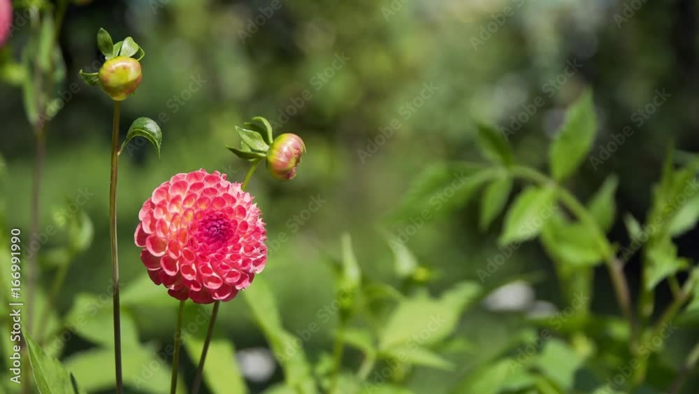 dahlias swaying in the wind. dahlias swaying in the wind.