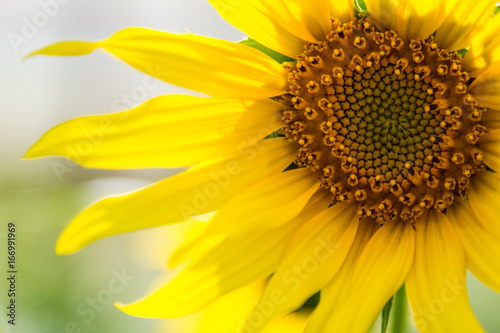 Big Sunflower