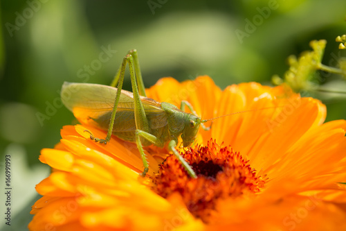 A beautiful green grasshopper sitting on a calendula. Insect resting on a flower. English marigold closeup. Shallow depth of field photo. photo