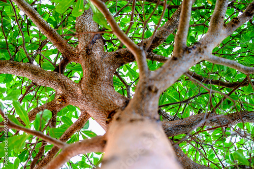 Natural green forest tree b...