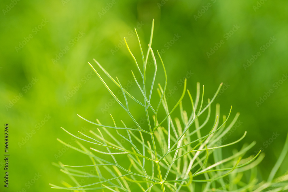 Beautiful green fresh leaves growing in the garden. Summertime closeup. Shallow depth of field photo. Beautiful green fresh leaves growing in the garden. Summertime closeup. Shallow depth of field photo.