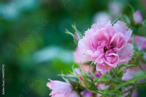 Pink rose, flower on a background of a green garden. With place for text. Postcard, congratulation, background, texture. Flower pattern.
