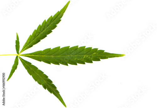 Cannabis leaf, marijuana isolated over white