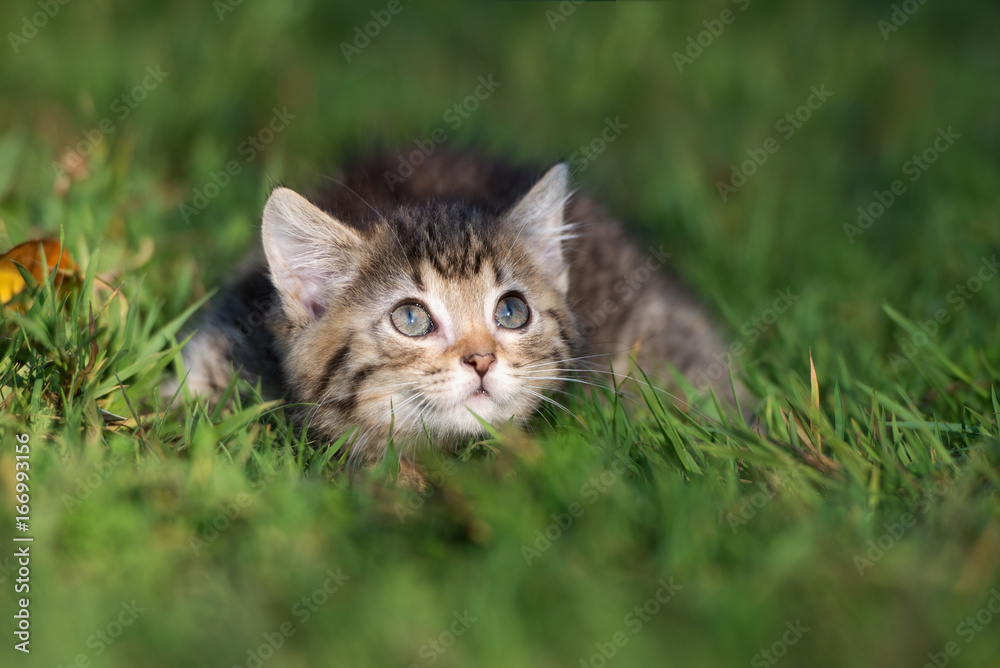 funny tabby kitten posing on grass funny tabby kitten posing on grass