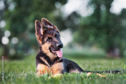 Obraz na plátně curious german shepherd puppy lying down on grass