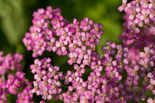 A beautifu pink garden yarrow on a natural background. Vibrant summer scenery. Shallow depth of field macro photo.