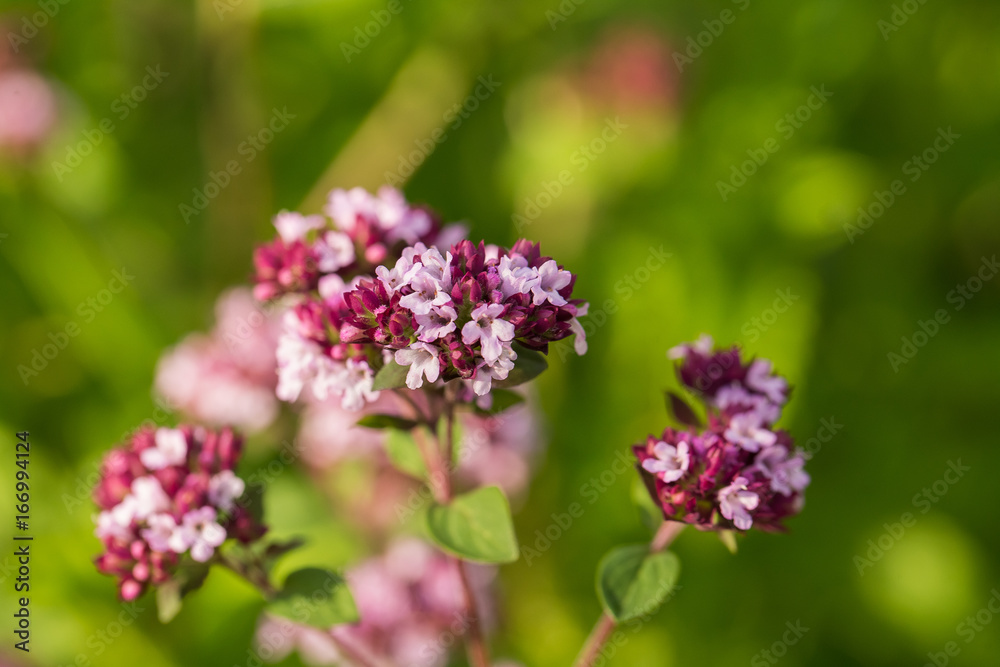 A beautiful oregano flowers in a garden ready for tea. Good spice for meat. Vibrant summer garden. Shallow depth of field closeup photo. A beautiful oregano flowers in a garden ready for tea. Good spice for meat. Vibrant summer garden. Shallow depth of field closeup photo.