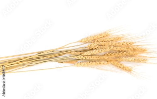 Barley (hordeum) ears and grain wheat on white background (raw material to produce beer, bread, vodka and whisky)