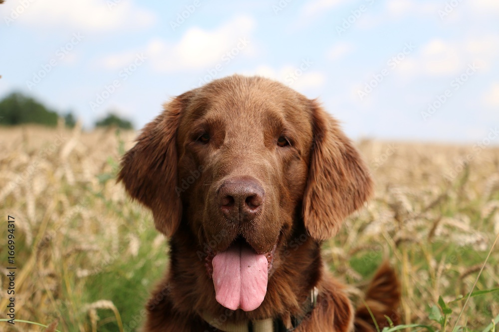 flat coated retriever portrait in einem stoppelfeld flat coated retriever portrait in einem stoppelfeld