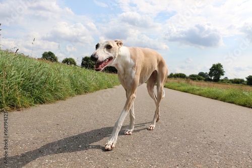 Fotografía windhund geht auf einer straße spazieren