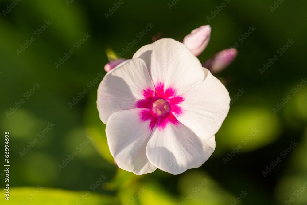 Beautiful ping flowers growing in the garden. Vibrant summer scenery. Shallow depth of field closeup macro photo. Beautiful ping flowers growing in the garden. Vibrant summer scenery. Shallow depth of field closeup macro photo.