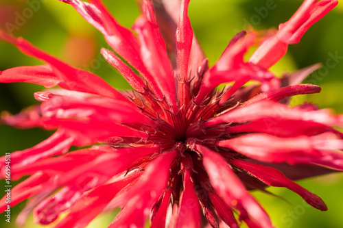 Beautiful ping flowers growing in the garden. Vibrant summer scenery. Shallow depth of field closeup macro photo.