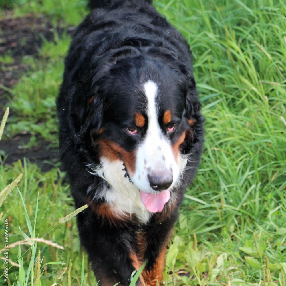 Bernese mountain Dog on a walk in the Park. Portrait of a Bernese mountain dog.