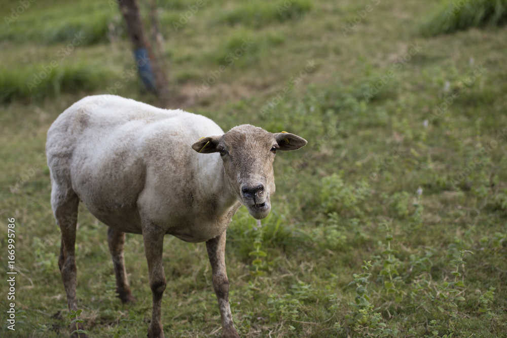 Sheep Sheep
