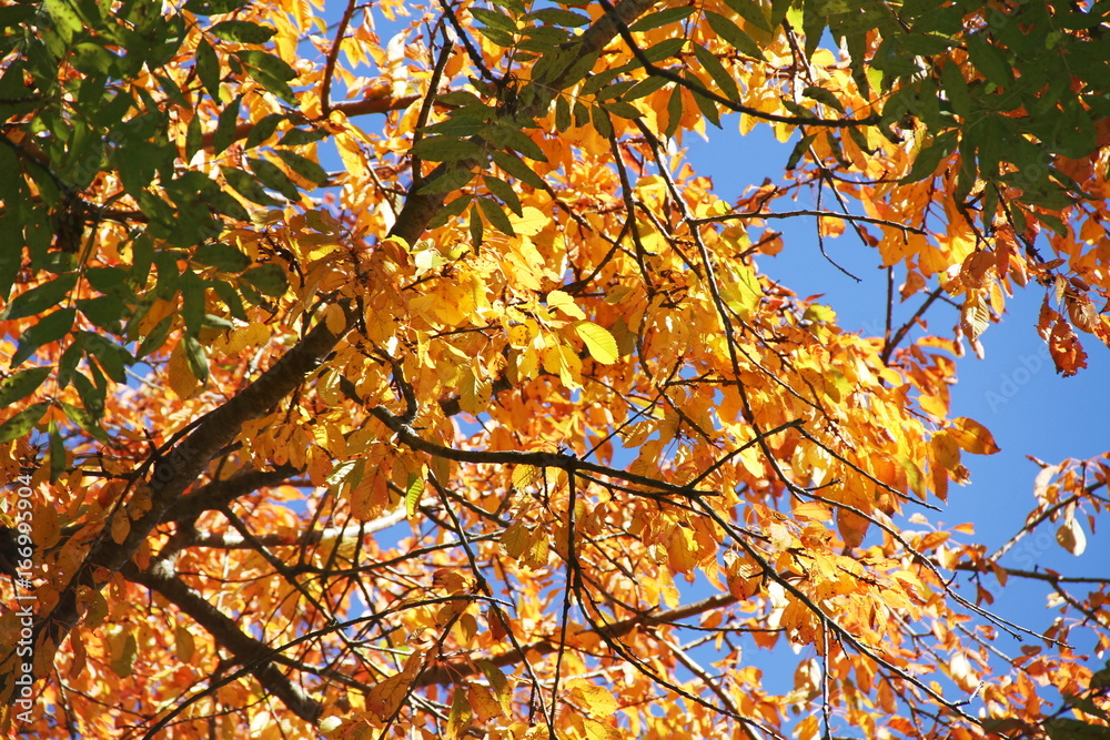 Herbst Baum Äste Auschnitt