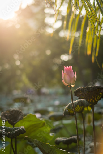 lotus flower with sunshine