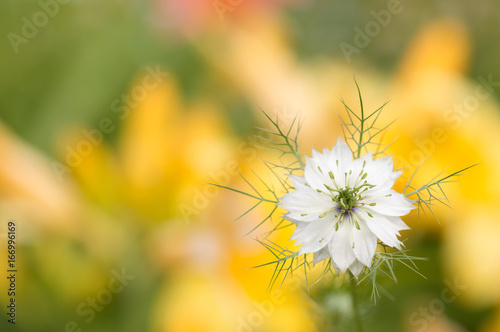 White flower Nigella on a yellow background. Selective soft focus © Yulia