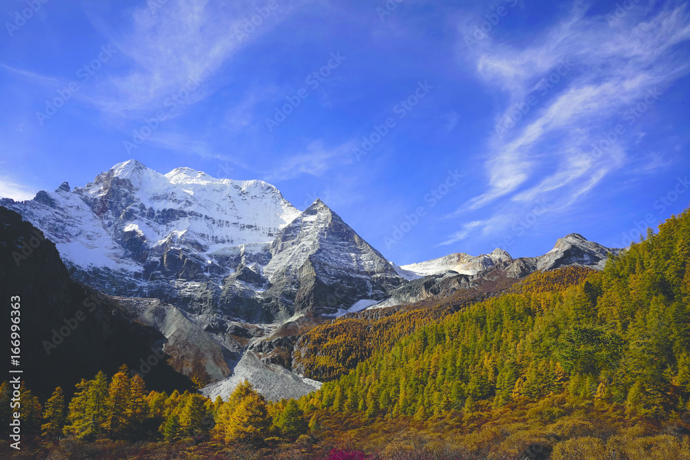 Shangri la, a panorama view of holy snow-clad mountain Chenrezig and yellow orange colored autumn trees in the valley in Yading national level reserve, Daocheng, Sichuan Province, China.
