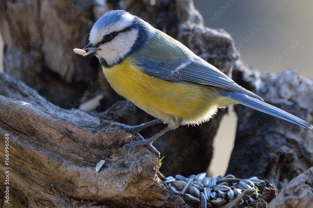 Obraz premium Cinciallegra