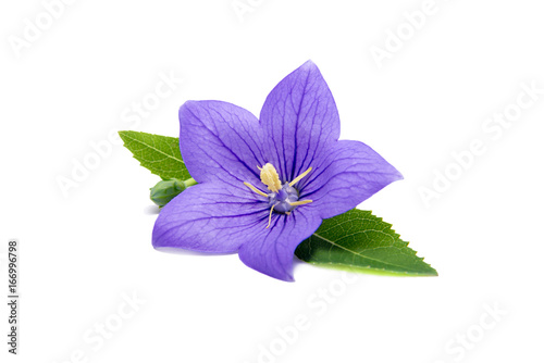Campanula su sfondo bianco photo