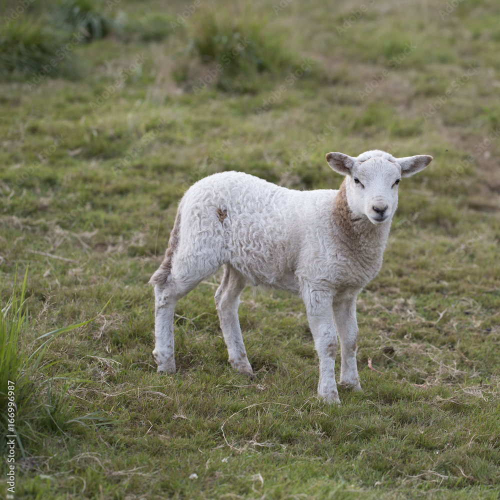 Baby sheep