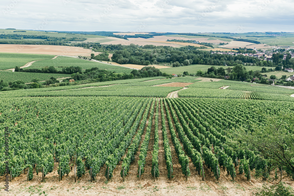 Grape field in france, panorama