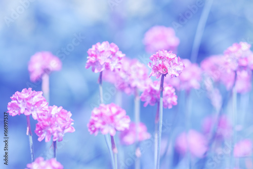 Small pink round flowers on a blue background. Artistic image with tinted background. soft selective focus