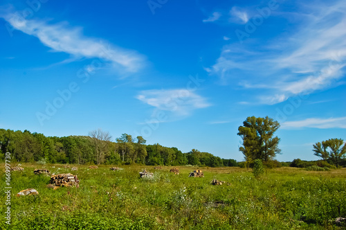 Glade after deforestation © Alegrisa