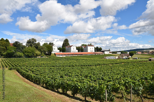 Tableau sur toile Vignoble à Auxerre en Bourgogne, France