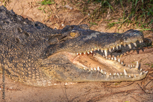 Crocodile or Aligator