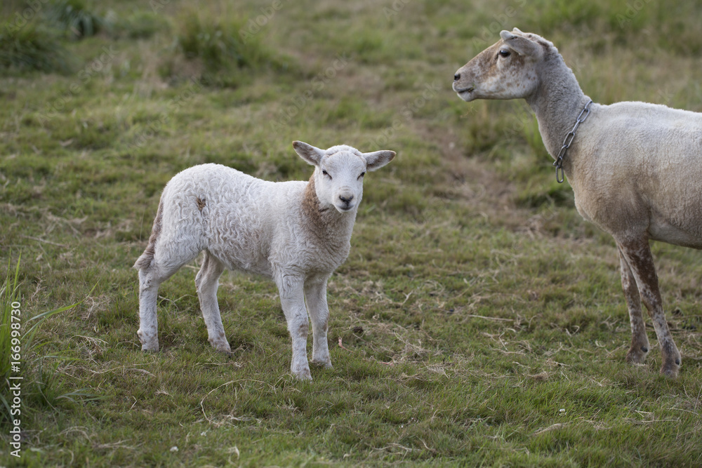 Baby sheep and mom Stock Photo | Adobe Stock