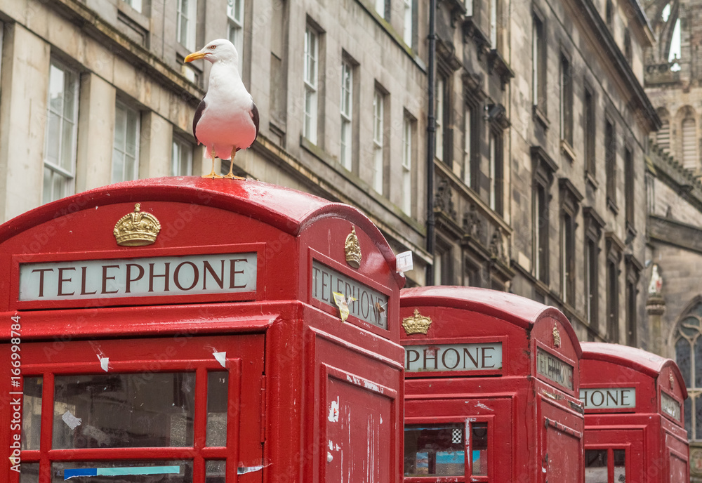 Seagull sits on a red phone box on the Royal Mile during the Edinburgh Festival Seagull sits on a red phone box on the Royal Mile during the Edinburgh Festival