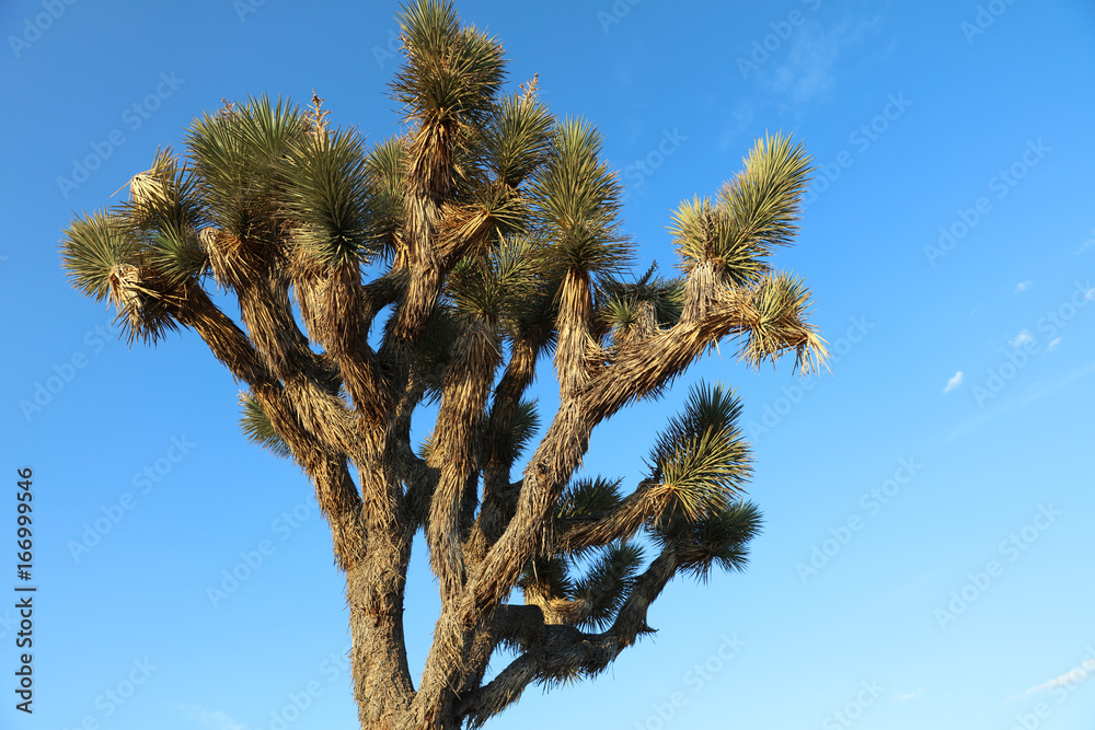 Joshua Tree in Joshua Tree National Park. California. USA Joshua Tree in Joshua Tree National Park. California. USA