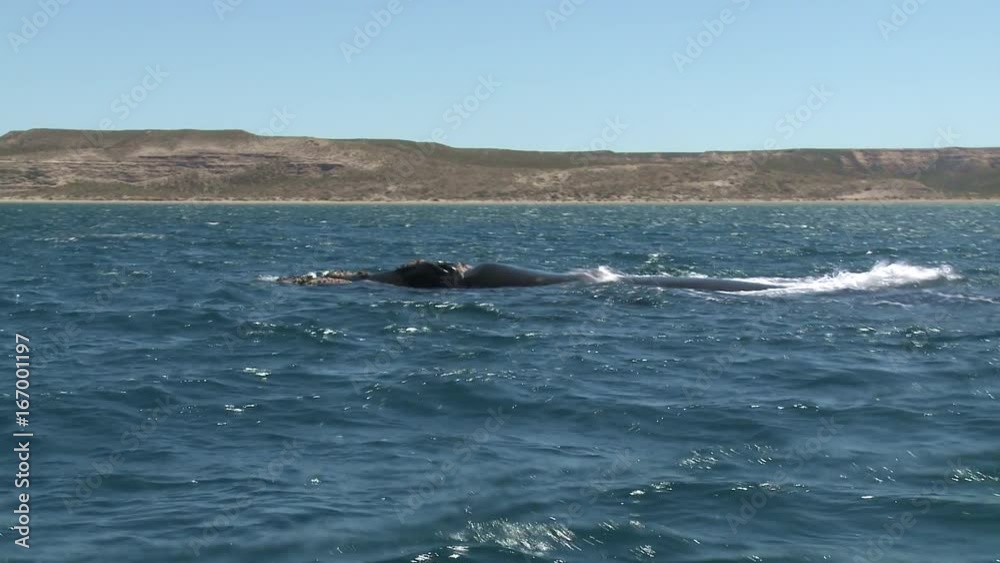Family whales floats to the ocean surface to breathe. Peninsula Valdes, Argentina
Family whales floats to the ocean surface to breathe. Peninsula Valdes, Argentina