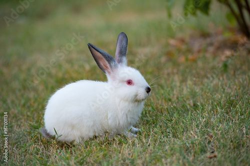 Little white rabbit with black ears and red eyes on green grass in summer day
