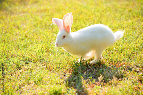 white rabbit running on the grass.