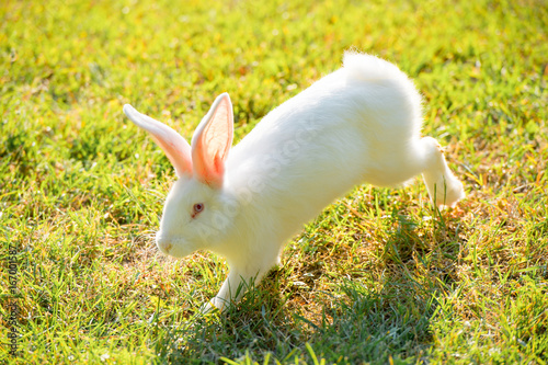 White rabbit walking outdoors in summer