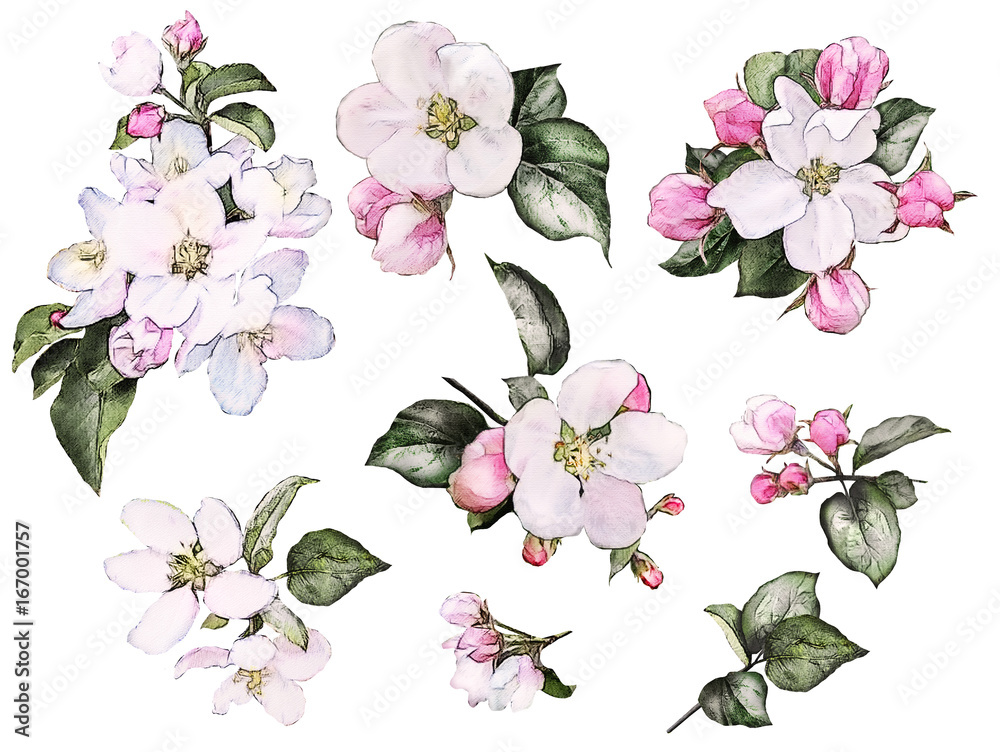 Set watercolor elements of peach, apple flowers, collection leaves, branches, bud. Floral illustration isolated on white background. Pink sakura flowers