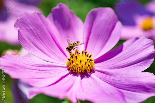 Bee collect pollen from pink flower (Cosmos bipinnatus). Close-up. Side view