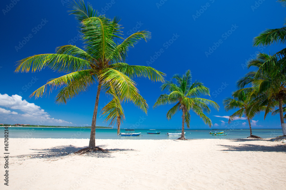 tropical beach with palm trees and blue lagoon tropical beach with palm trees and blue lagoon
