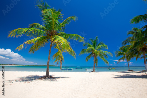 tropical beach with palm trees and blue lagoon © Pakhnyushchyy