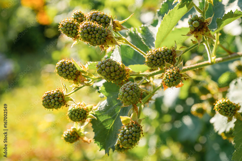 Unripe green raspberry growing in the garden. Close-up of berries. Blurry nature background Unripe green raspberry growing in the garden. Close-up of berries. Blurry nature background