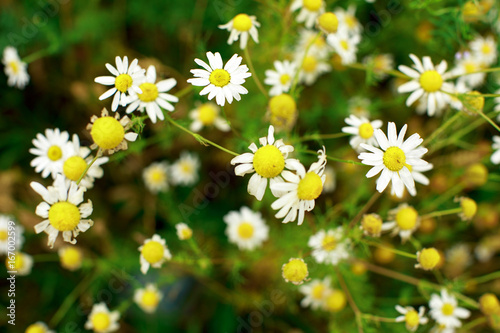 Summer field of daisy flowers