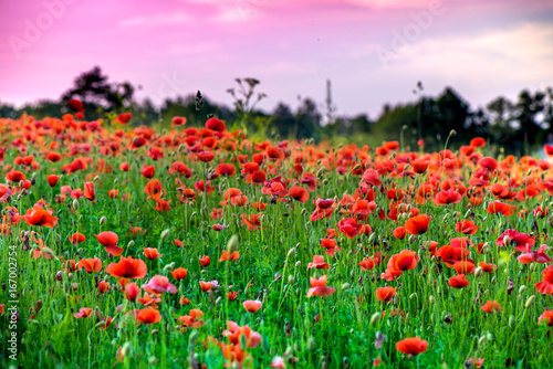 Macro shot of a red poppy blooms in a colorful  abstract and vibrant blossom field  a meadow full of blooming summer flowers  on romantic evening during sunset. Morning dew in grass. Magical moment