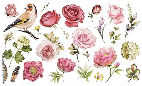 Set watercolor elements of flower rose, peonies, hydrangea, collection garden and wild flowers, leaves, branches, illustration isolated on white background, bird - goldfinch, pink  bud