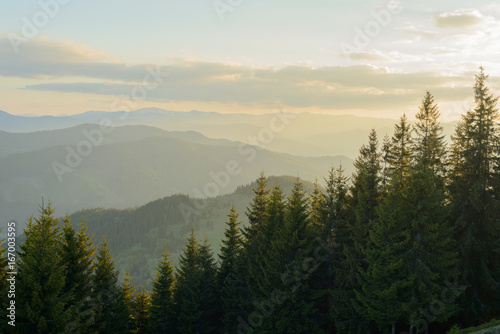 Landscape at sunset in the mountains and rows of coniferous trees in the Carpathians