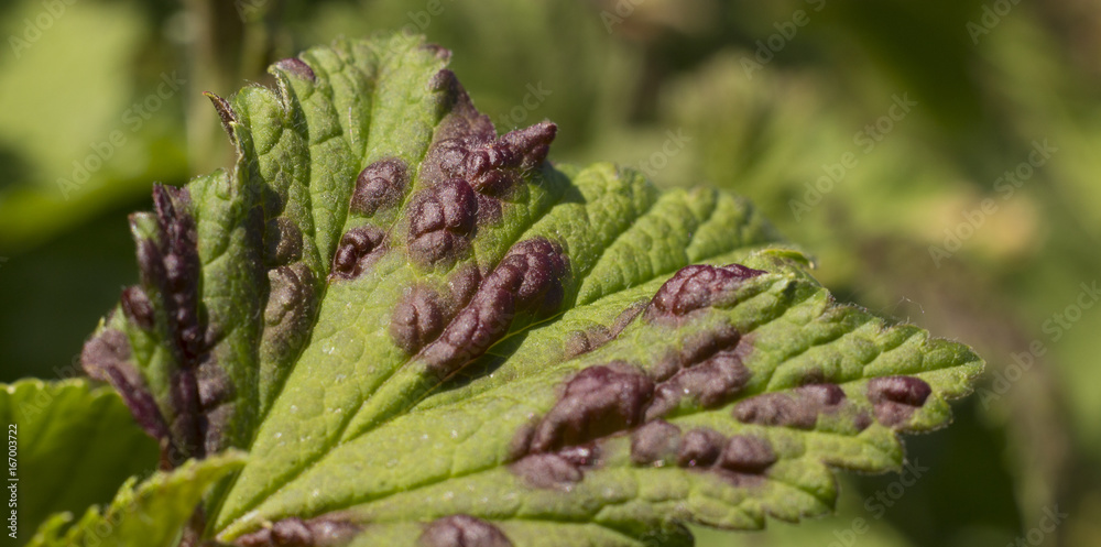 Sour leaf of currant, phytophthora and red spots Sour leaf of currant, phytophthora and red spots