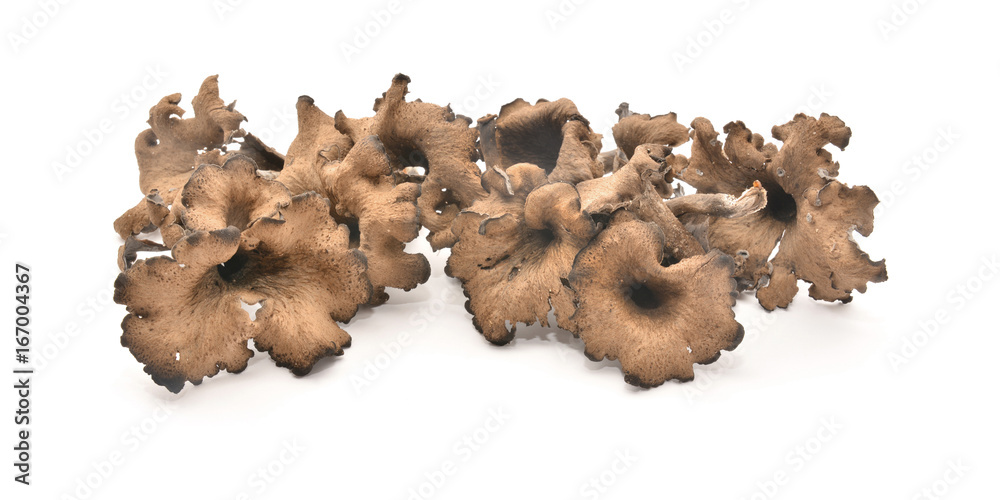 Fototapeta premium craterellus cornucopioides grzyb