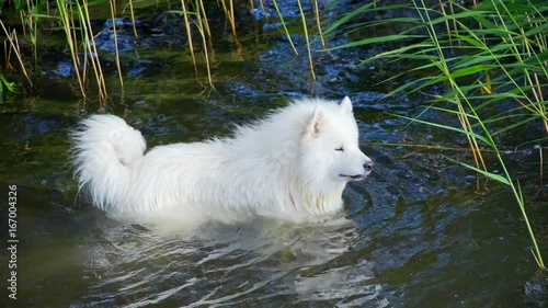 Samoyed dog swims in the lake.