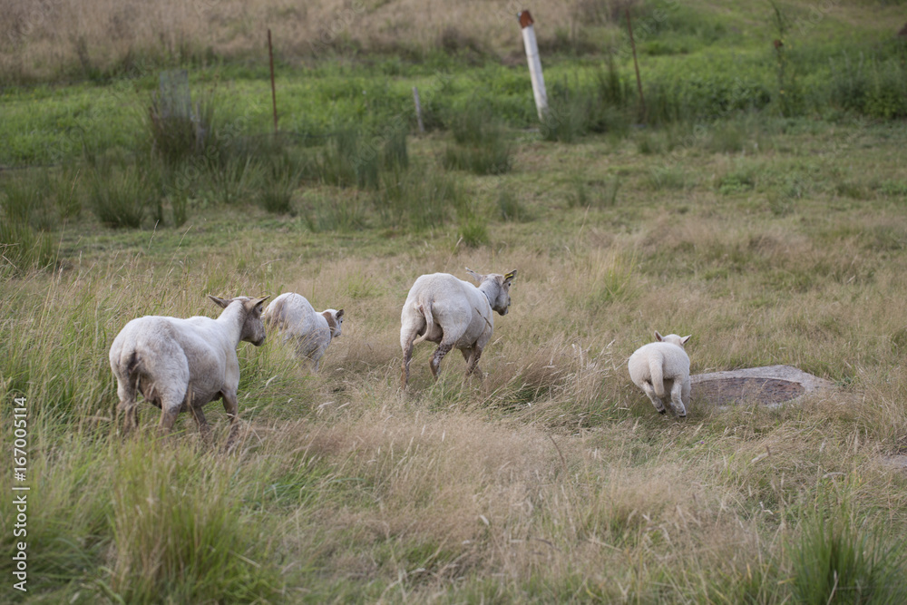 Obraz premium Running